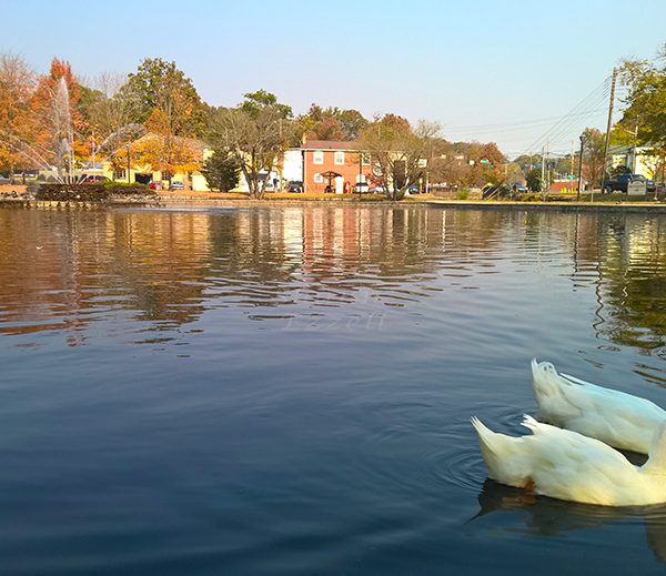 WP_20161107_11_53_14_Pro.jpg-David_S_Ezzell-dezzell-com_Preview