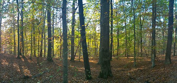 WP_20161112_16_01_38_Panorama.jpg-David_S_Ezzell-dezzell-com_Preview