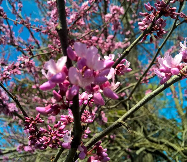 WP_20170329_13_40_51_Pro_LI.jpg-David_S_Ezzell-dezzell-com_Preview
