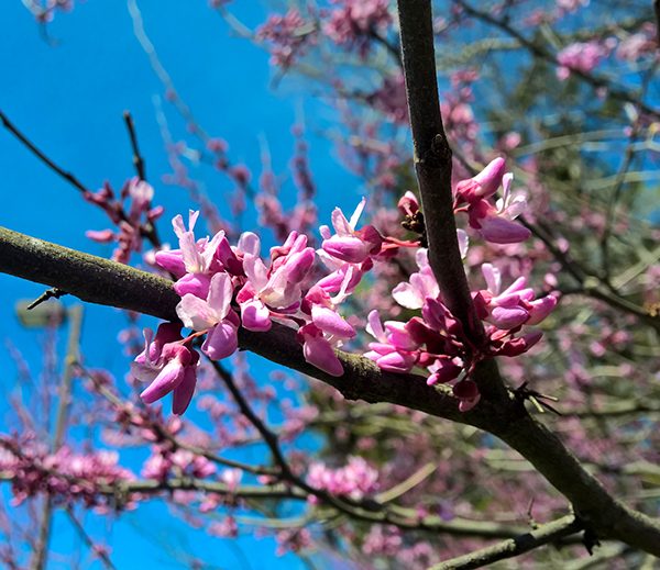 WP_20170329_13_41_02_Pro_LI.jpg-David_S_Ezzell-dezzell-com_Preview