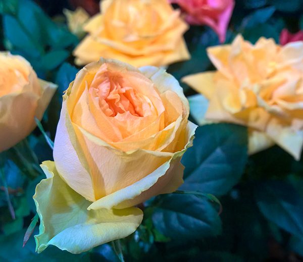 WP_20170330_18_16_38_Pro_LI.jpg-David_S_Ezzell-dezzell-com_Preview