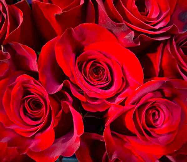 WP_20170330_18_52_43_Pro_LI.jpg-David_S_Ezzell-dezzell-com_Preview