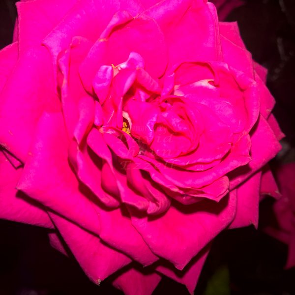 WP_20170403_23_43_02_Pro_LI.jpg-David_S_Ezzell-dezzell-com_Preview