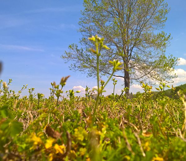 WP_20170414_14_29_27_Pro_LI.jpg-David_S_Ezzell-dezzell-com_Preview