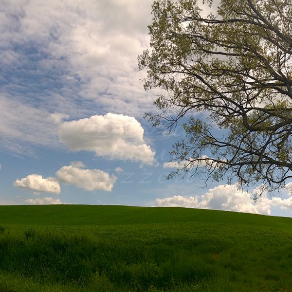 WP_20170416_12_07_49_Panorama.jpg-David_S_Ezzell-dezzell-com_Preview