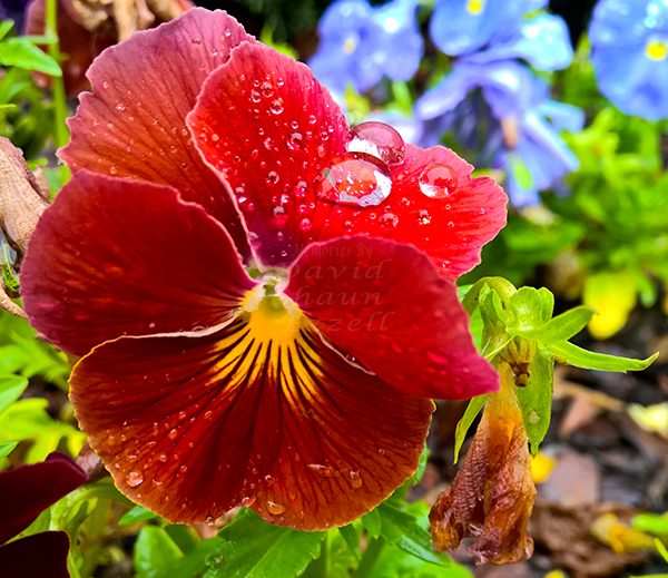 WP_20170418_12_27_23_Pro_LI.jpg-David_S_Ezzell-dezzell-com_Preview