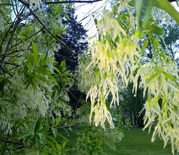 WP_20170421_18_23_54_Pro_LI.jpg-David_S_Ezzell-dezzell-com_Preview