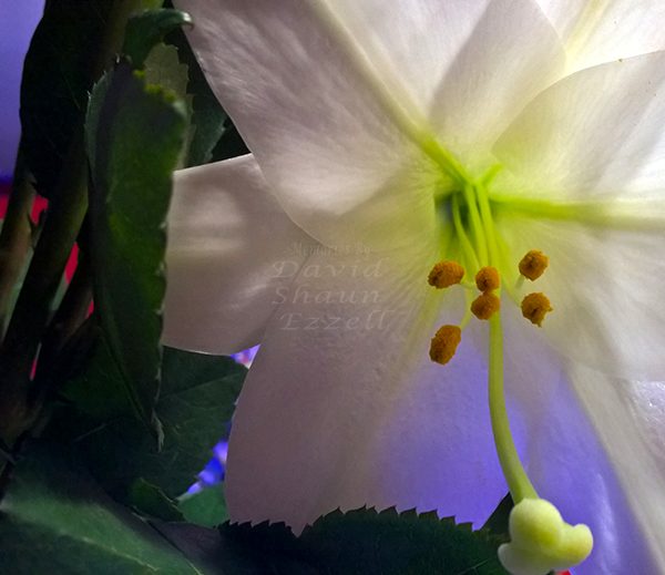 WP_20170421_21_02_21_Pro_LI.jpg-David_S_Ezzell-dezzell-com_Preview