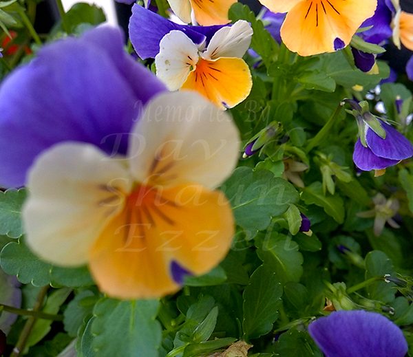 WP_20170425_13_36_20_Pro_LI.jpg-David_S_Ezzell-dezzell-com_Preview