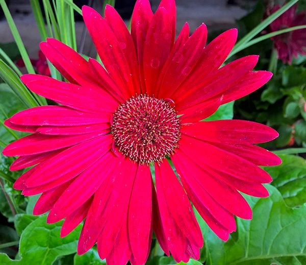 WP_20170427_15_43_41_Pro_LI.jpg-David_S_Ezzell-dezzell-com_Preview