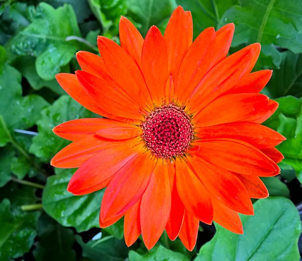 WP_20170427_15_44_14_Pro_LI.jpg-David_S_Ezzell-dezzell-com_Preview